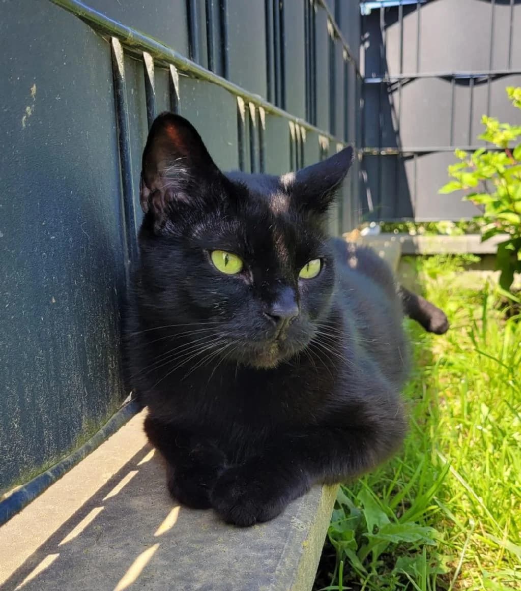 Sansa, schwarz female senior Mixed Breed for adoption at Tierschutzverein Lippstadt und Umgebung e.V.