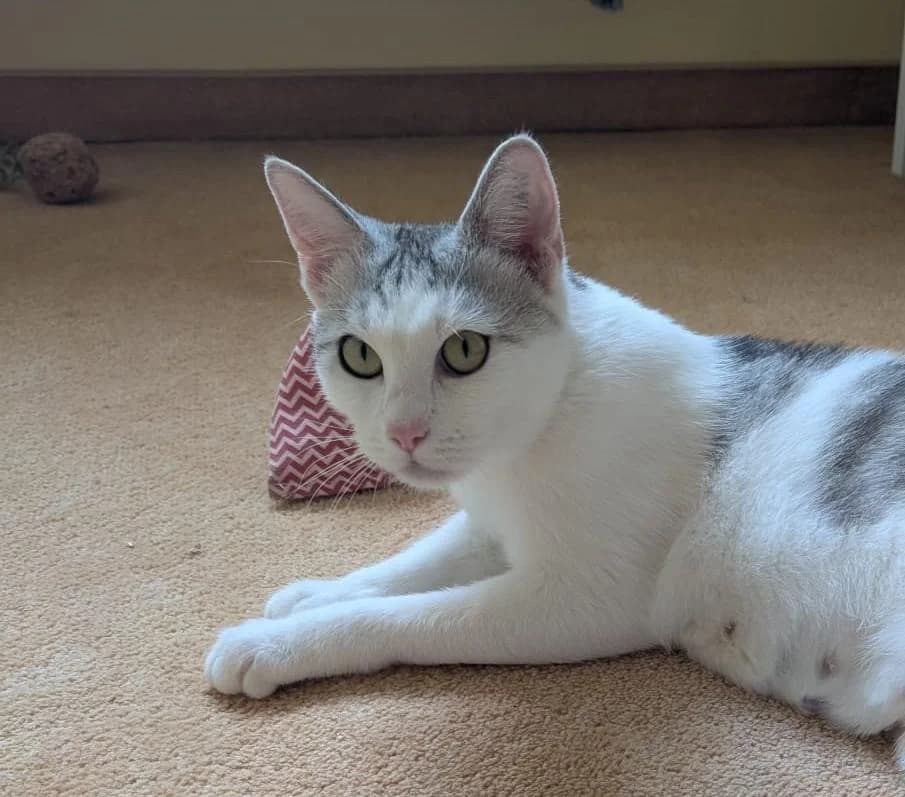 Saphira, female young Mixed Breed for adoption at Tierschutzverein Lippstadt und Umgebung e.V.