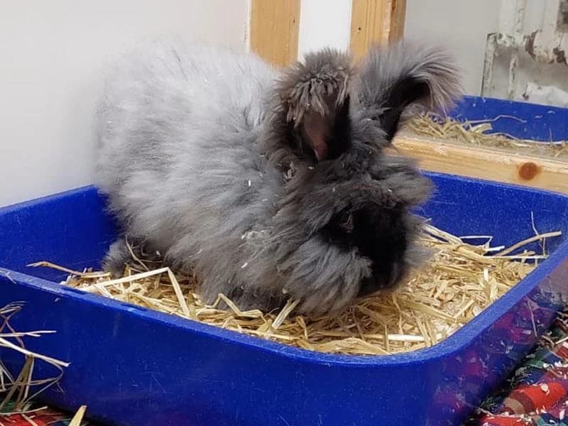 Slay, female 4yo mixed breed for adoption at Tierschutzverein Lippstadt und Umgebung e.V.