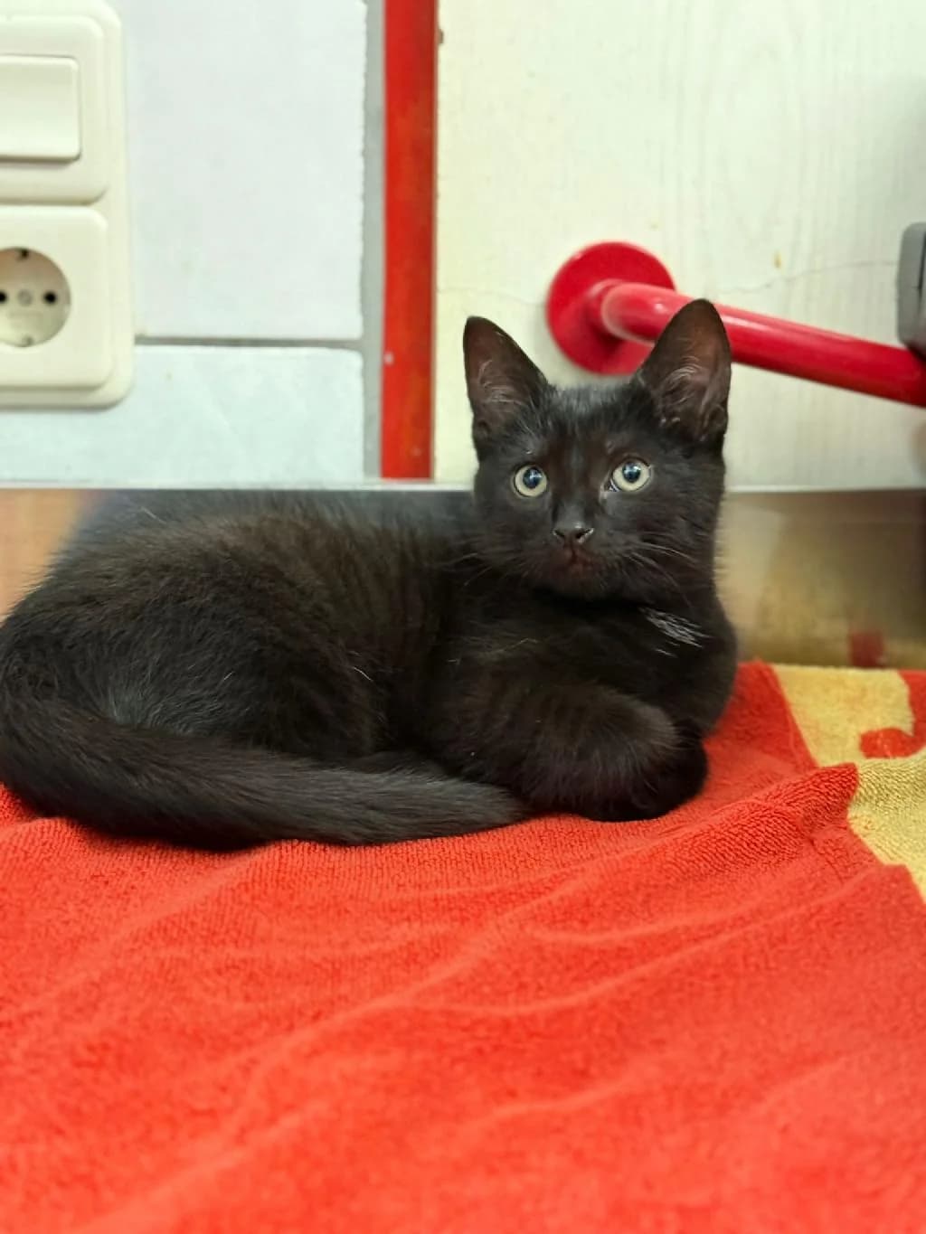 Snow (& Fussel), female puppy Mixed Breed for adoption at Tierschutzverein Lippstadt und Umgebung e.V.