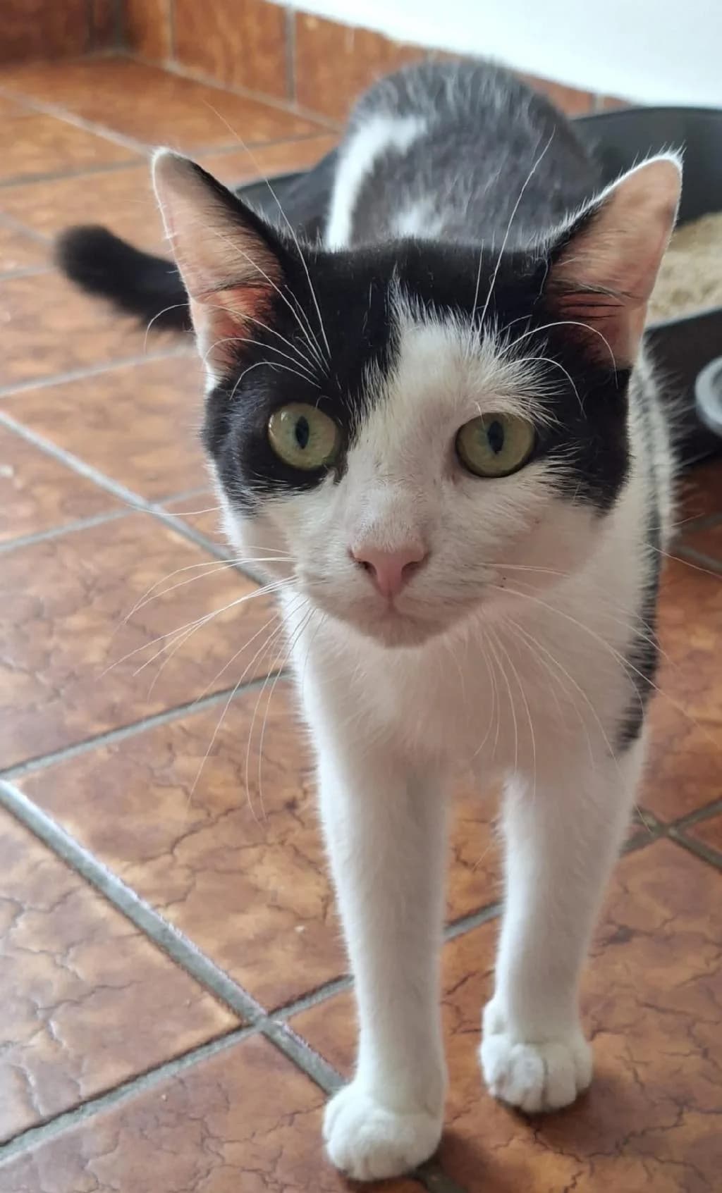 Spinne (& Schnecke), male young mixed breed for adoption at Tierschutzverein Lippstadt und Umgebung e.V.