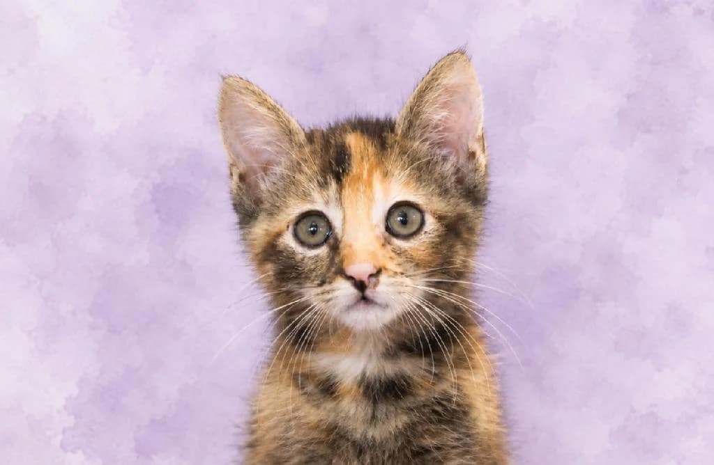 Una, female puppy Mixed Breed for adoption at Tierschutzverein Lippstadt und Umgebung e.V.