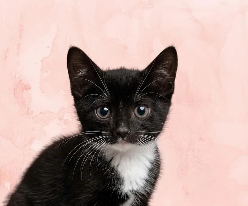 Wolfgang, male puppy Mixed Breed for adoption at Tierschutzverein Lippstadt und Umgebung e.V.