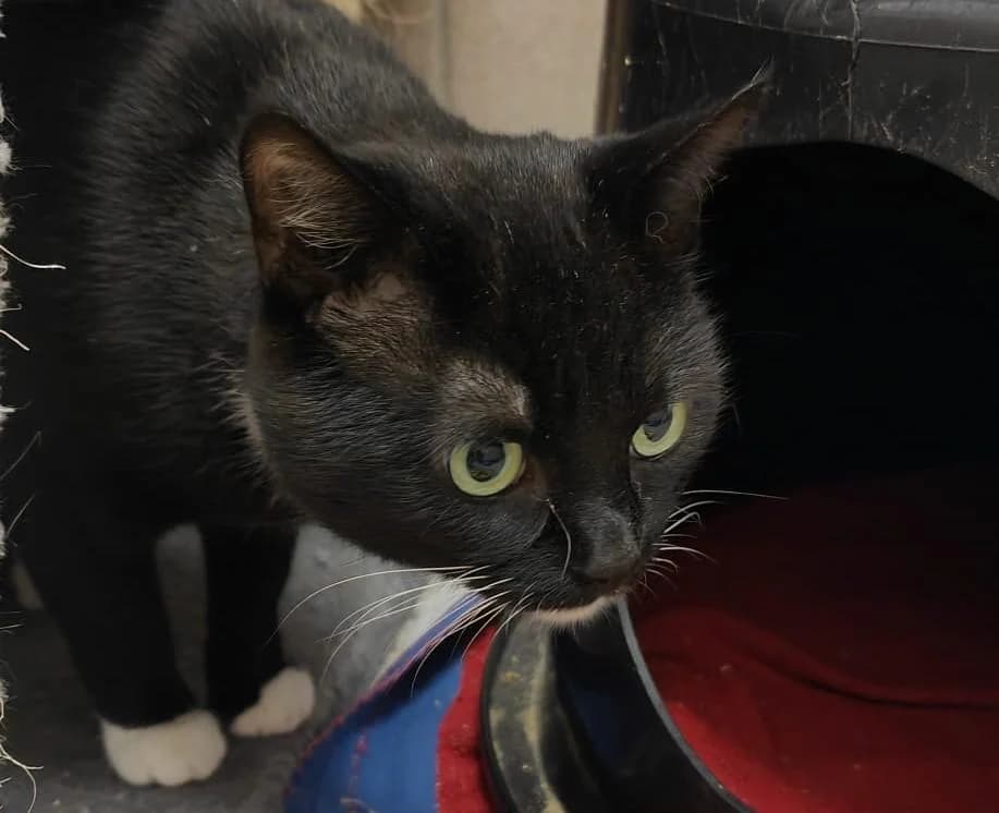 Ying, male 3yo Mixed Breed for adoption at Tierschutzverein Lippstadt und Umgebung e.V.
