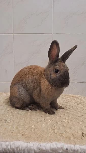 Daisy & Biney, female young mixed breed for adoption at Tierschutzverein Ludwigshafen