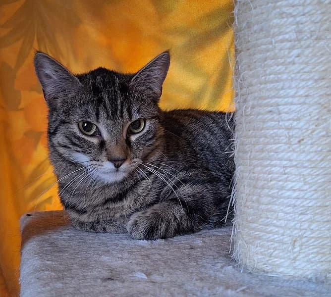 Amanda, female young European Shorthair for adoption at Tierschutzverein Ludwigshafen