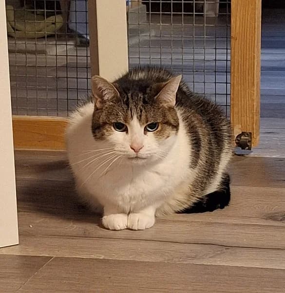 Chloe, female senior European Shorthair for adoption at Tierschutzverein Ludwigshafen