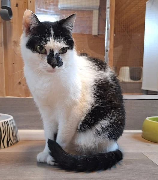 Elsa, female senior European Shorthair for adoption at Tierschutzverein Ludwigshafen