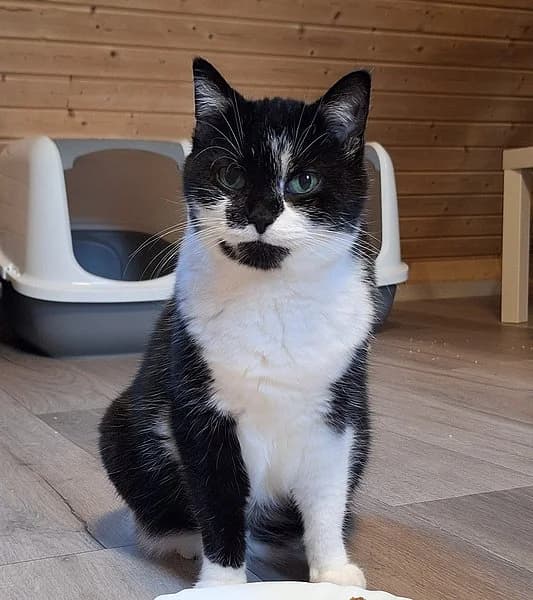 Emmi, female senior European Shorthair for adoption at Tierschutzverein Ludwigshafen