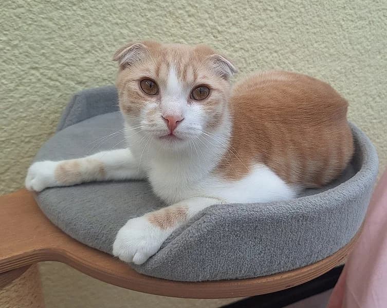 Ferrero & Rocher, male puppy Scottish Fold for adoption at Tierschutzverein Ludwigshafen