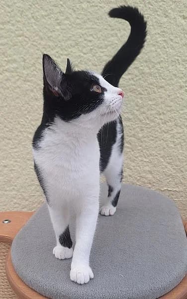 Lucy, Ash & Zorro, male puppy European Shorthair for adoption at Tierschutzverein Ludwigshafen