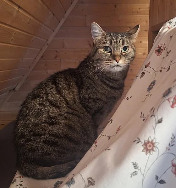 Maxi, female senior European Shorthair for adoption at Tierschutzverein Ludwigshafen