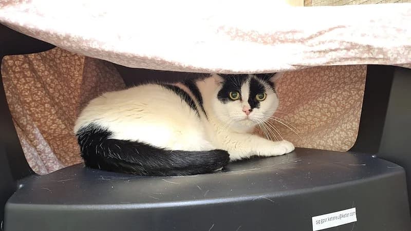 Minka, female senior European Shorthair for adoption at Tierschutzverein Ludwigshafen