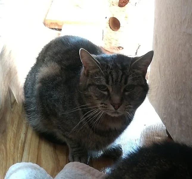 Moritz, male senior European Shorthair for adoption at Tierschutzverein Ludwigshafen