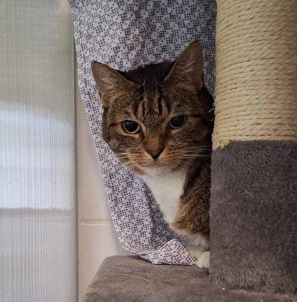 Mozzi, female senior European Shorthair for adoption at Tierschutzverein Ludwigshafen