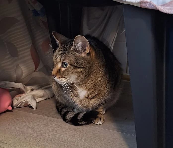 Simba, male senior European Shorthair for adoption at Tierschutzverein Ludwigshafen