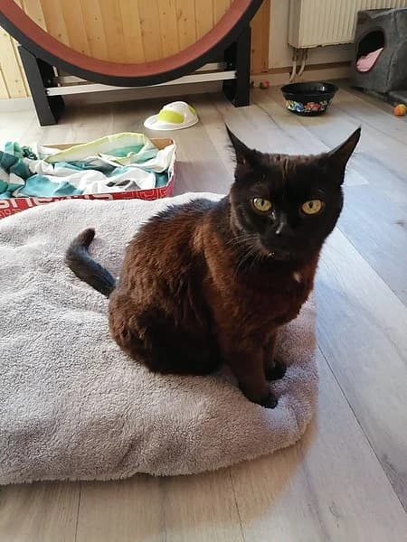 Tippi, female senior European Shorthair for adoption at Tierschutzverein Ludwigshafen
