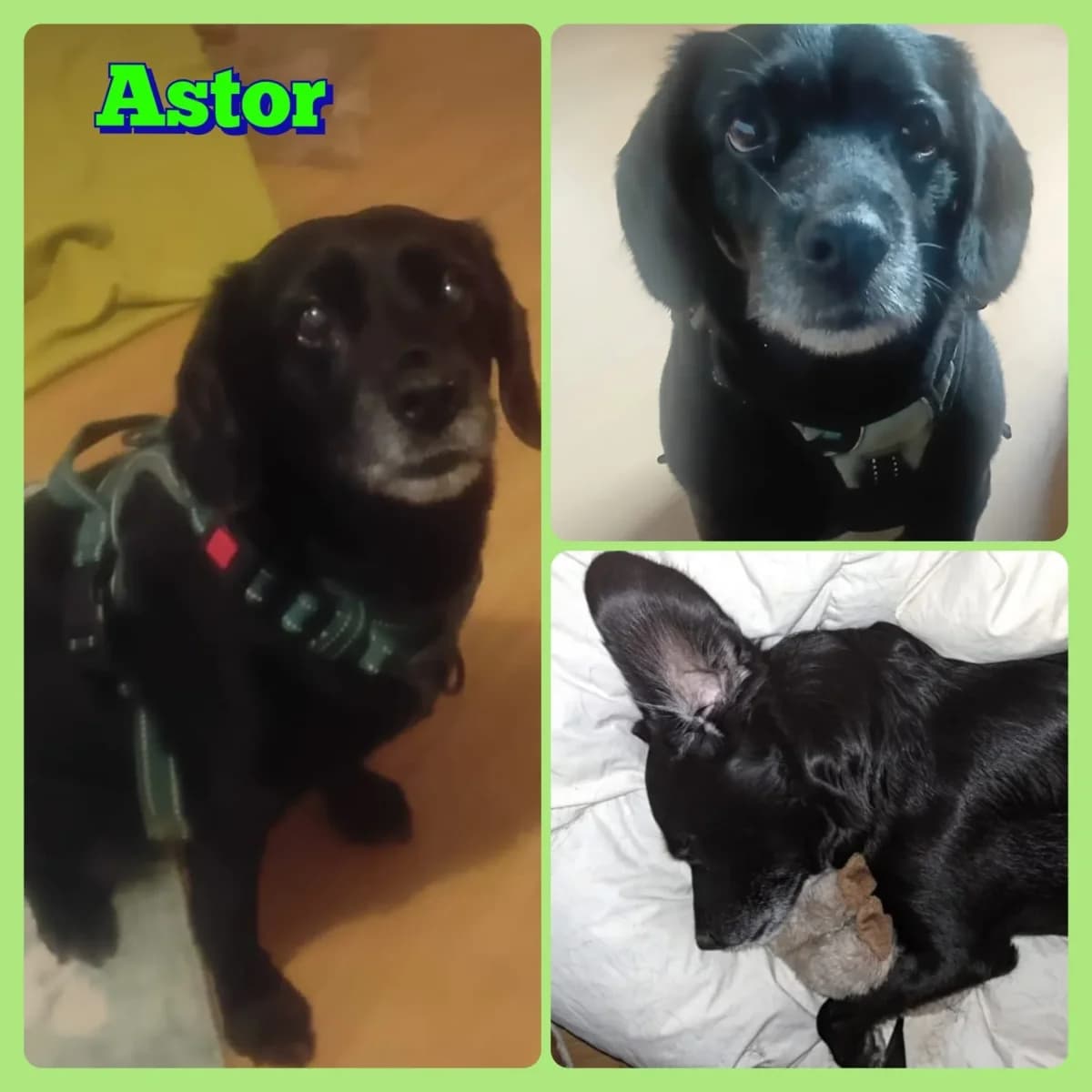 Astor, male Mixed Breed for adoption at Tierschutzverein Meiningen, Meiningen
