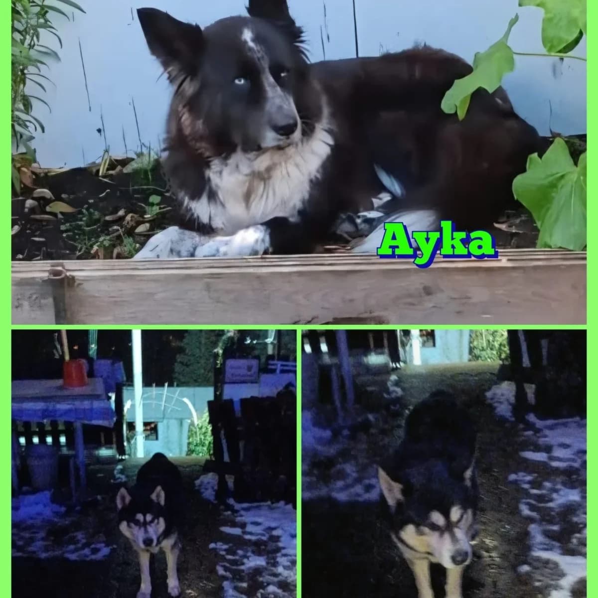 Ayka und Akito, male Husky for adoption at Tierschutzverein Meiningen, Meiningen