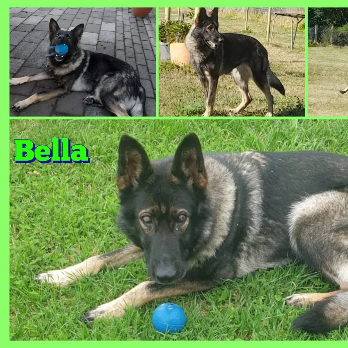 Bella, female mixed breed for adoption at Tierschutzverein Meiningen, Meiningen