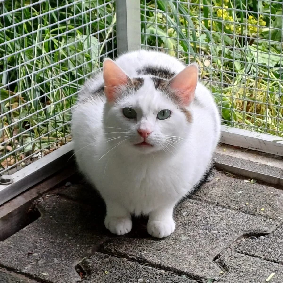 Billy, male Mixed Breed for adoption at Tierschutzverein Meiningen, Meiningen