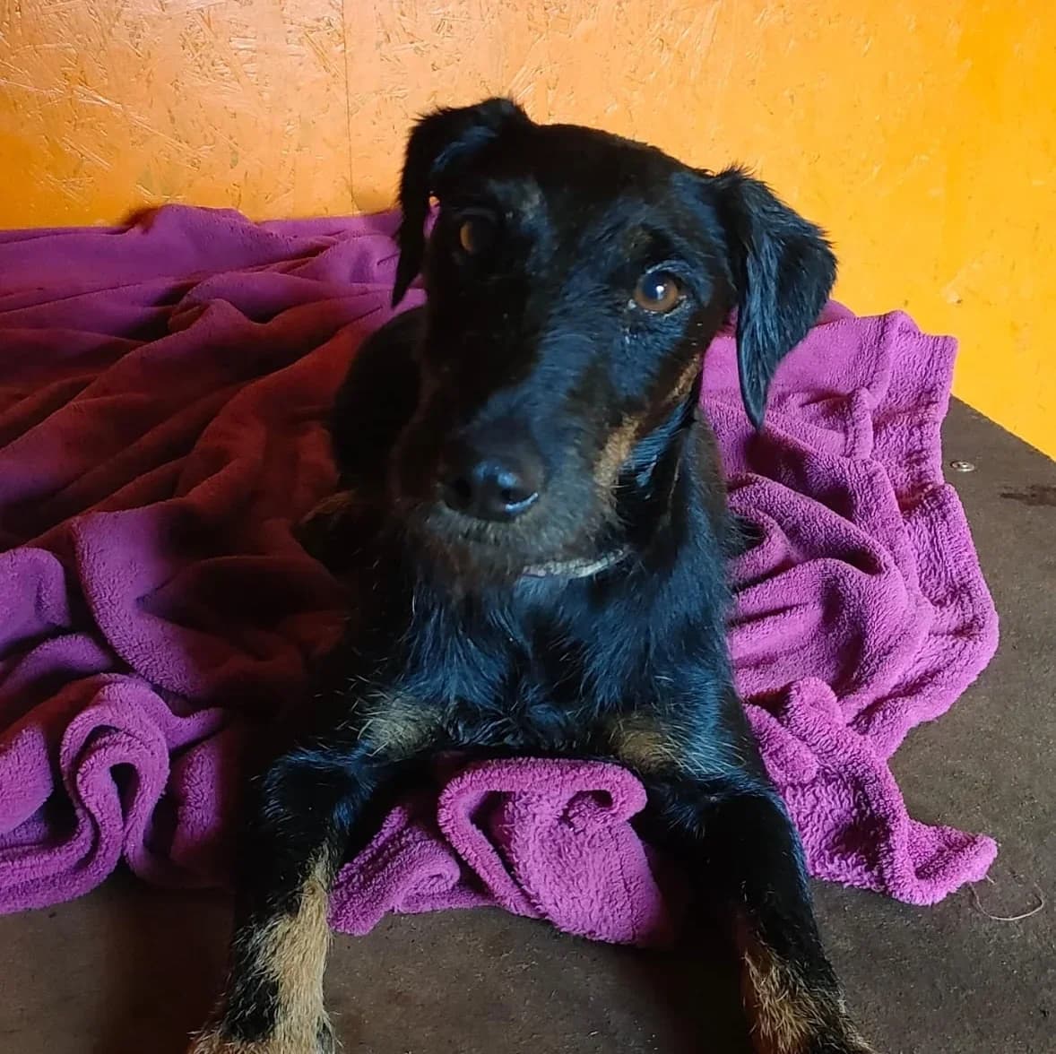 Bonia, male 4yo mixed breed for adoption at Tierschutzverein Meiningen, Meiningen