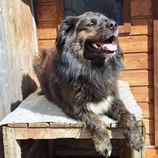 Buddy, male 6yo mixed breed for adoption at Tierschutzverein Meiningen, Meiningen