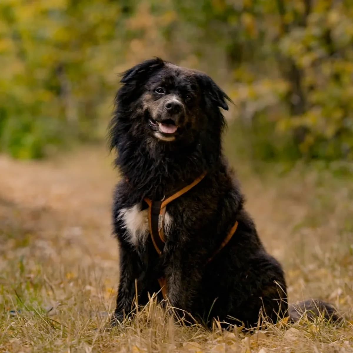 Buddy, male 6yo mixed breed for adoption at Tierschutzverein Meiningen, Meiningen