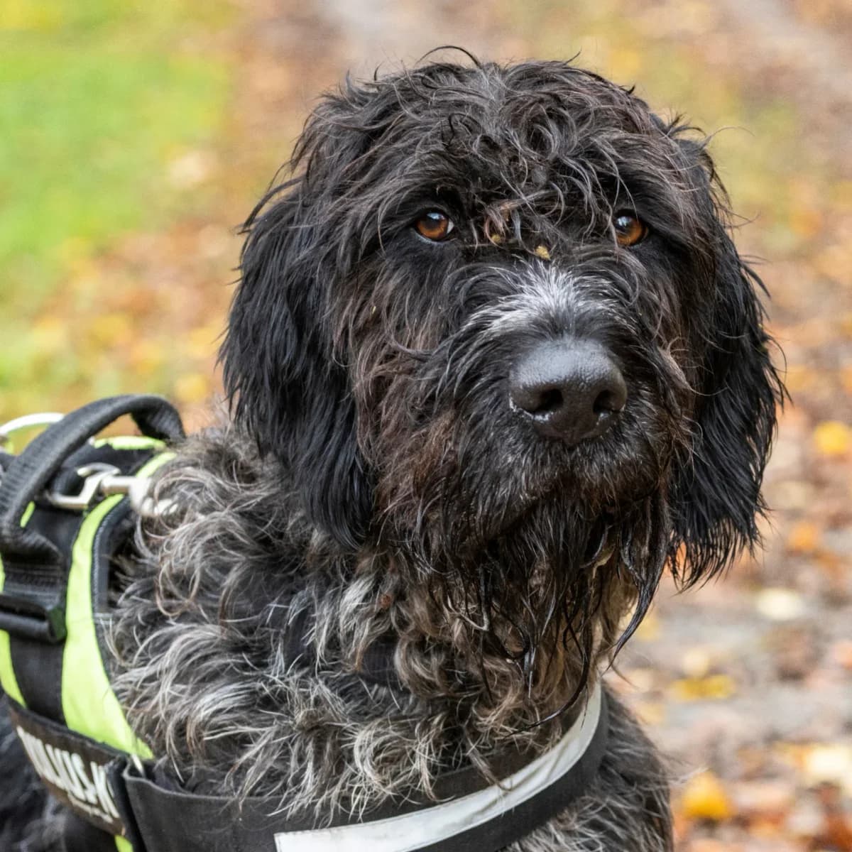 Castor, male mixed breed for adoption at Tierschutzverein Meiningen, Meiningen
