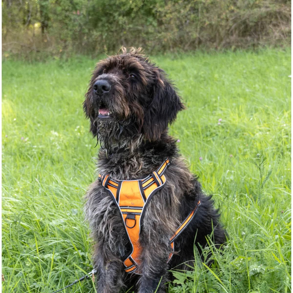 Castor, male mixed breed for adoption at Tierschutzverein Meiningen, Meiningen