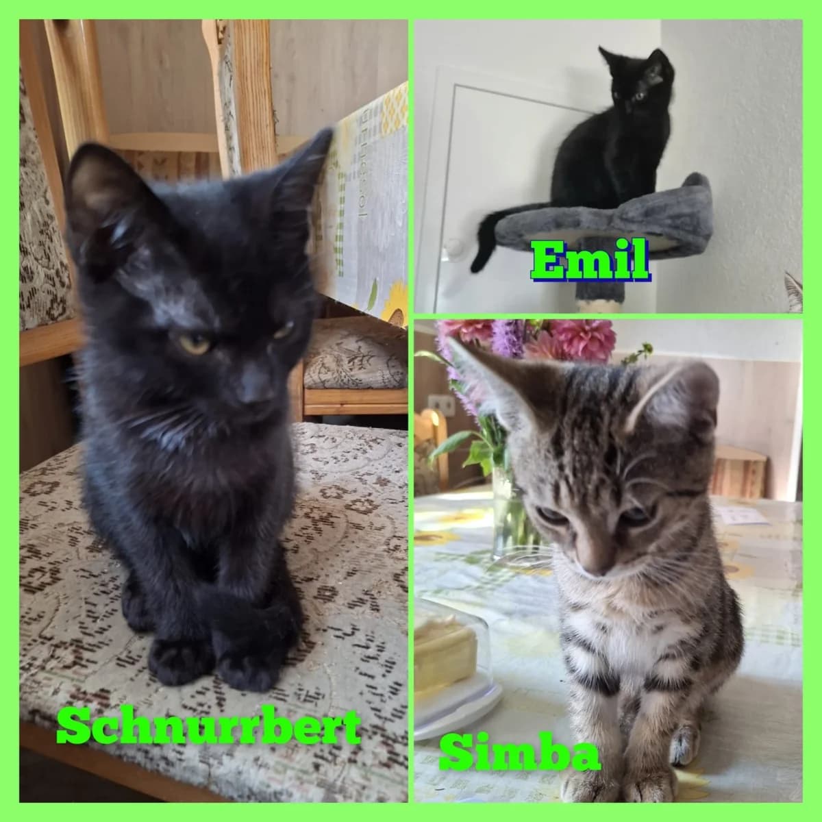 Emil, Schnurrbert, male Mixed Breed for adoption at Tierschutzverein Meiningen, Meiningen