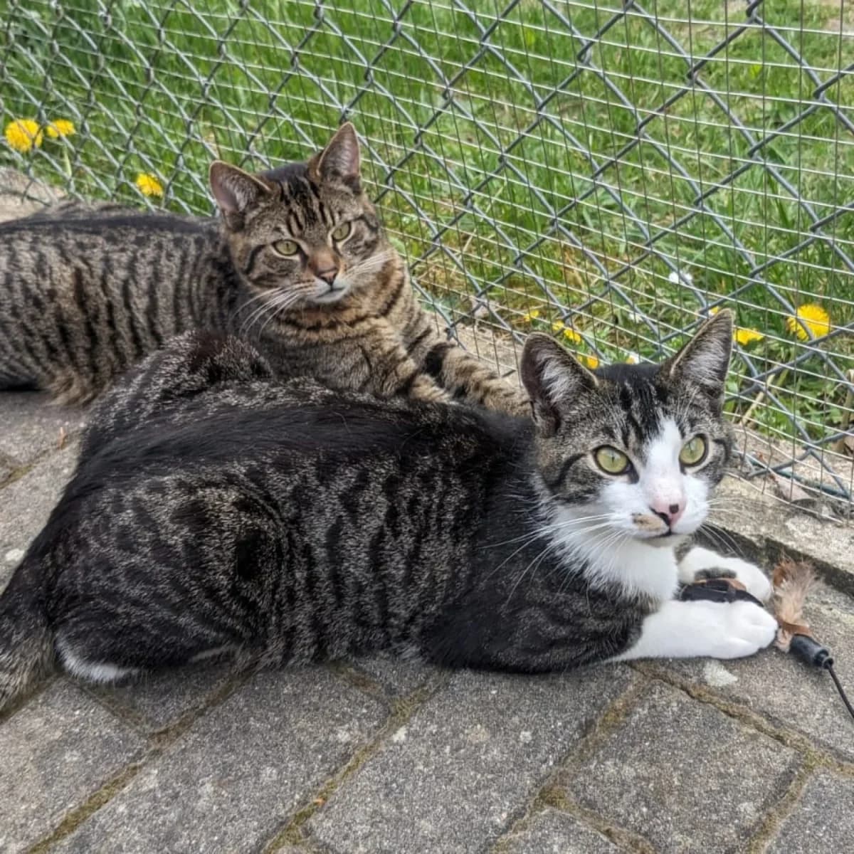 Fussel und Krümel, male young Mixed Breed for adoption at Tierschutzverein Meiningen, Meiningen