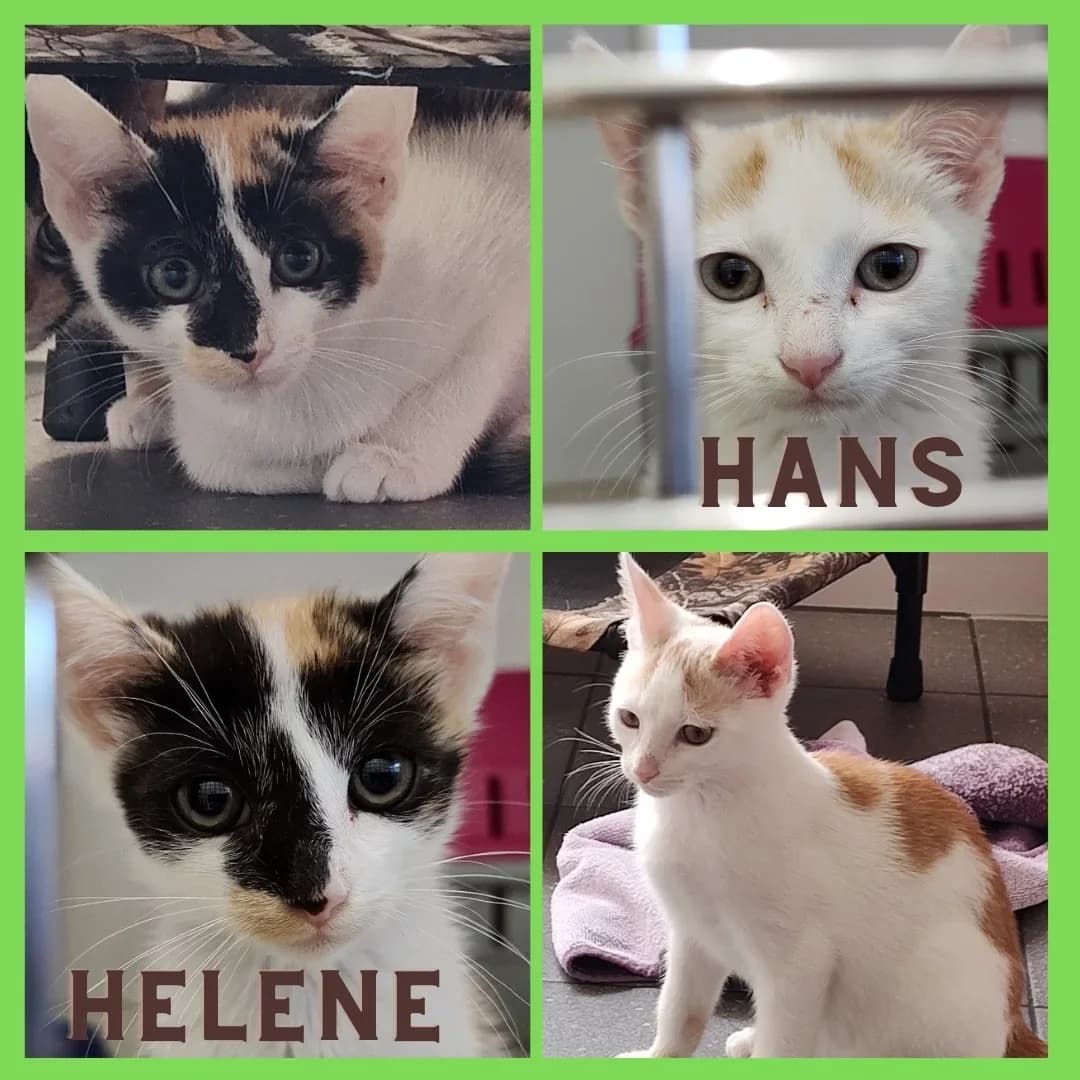 Hans und Helene, male puppy Mixed Breed for adoption at Tierschutzverein Meiningen, Meiningen