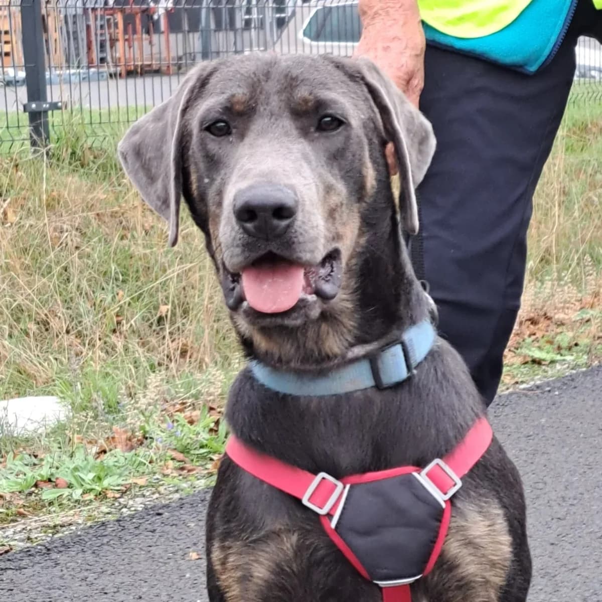 Ludwig, male young Labrador Retriever for adoption at Tierschutzverein Meiningen, Meiningen