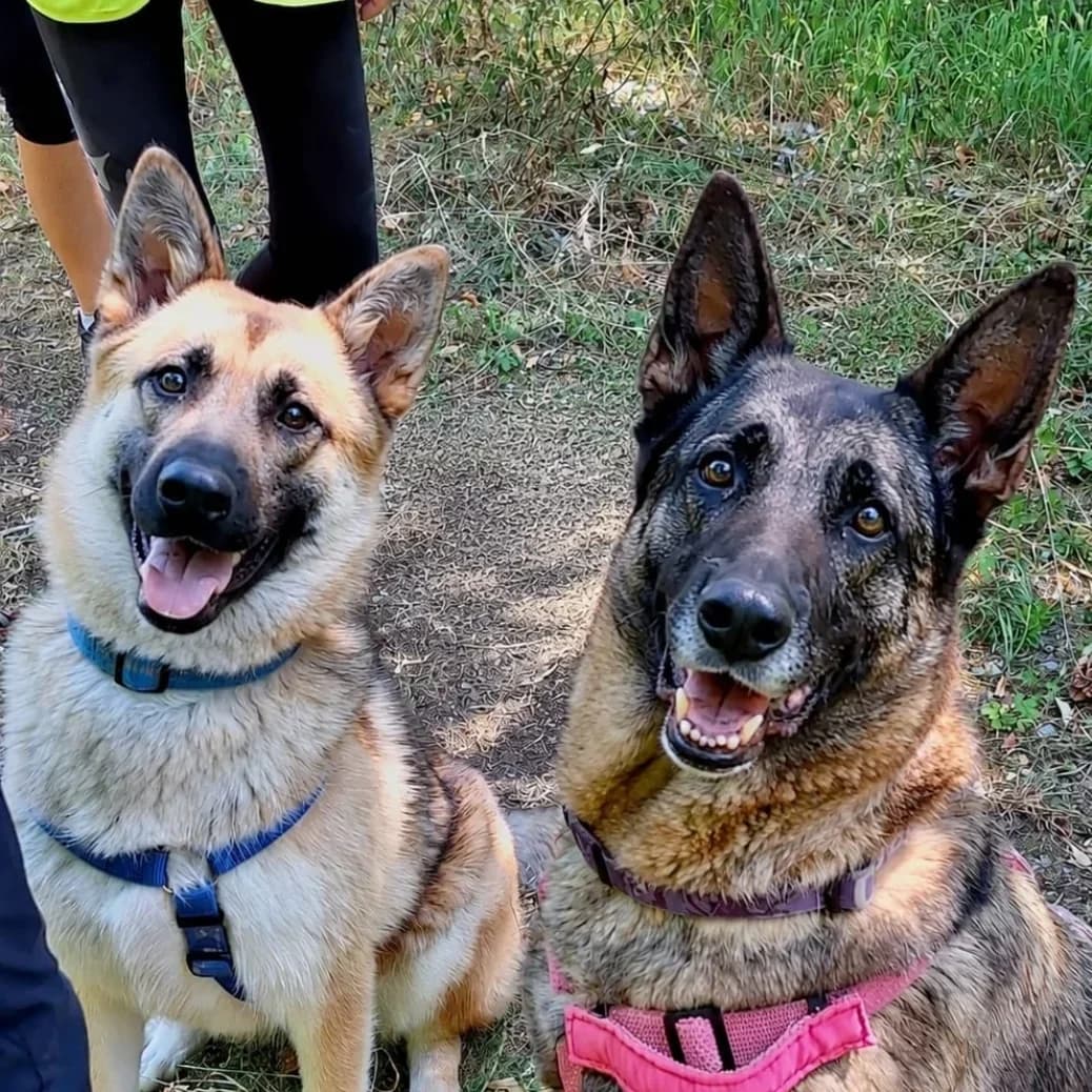 Luna und Benji, female mixed breed for adoption at Tierschutzverein Meiningen, Meiningen