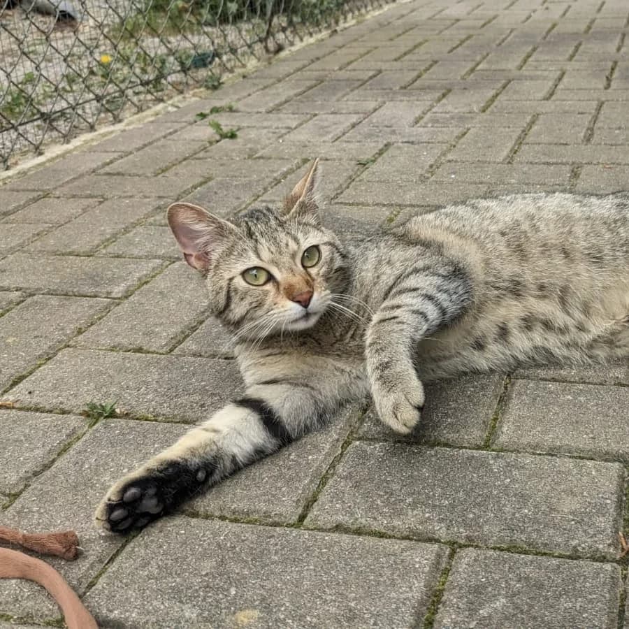Maru, male young Mixed Breed for adoption at Tierschutzverein Meiningen, Meiningen