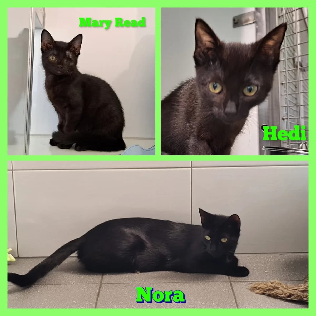 Nora, Hedi, Mary Read, female Mixed Breed for adoption at Tierschutzverein Meiningen, Meiningen