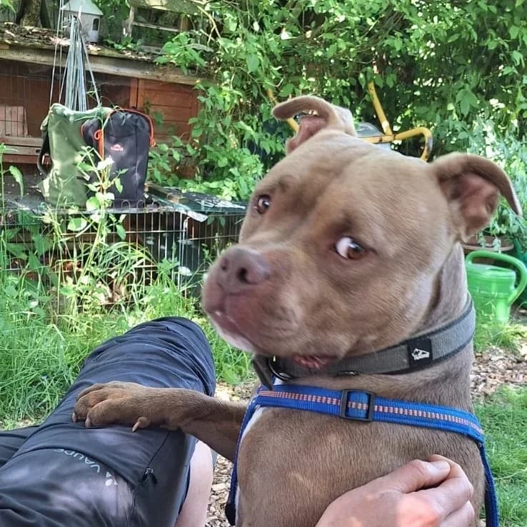 Oggi, male American Bully for adoption at Tierschutzverein Meiningen, Meiningen