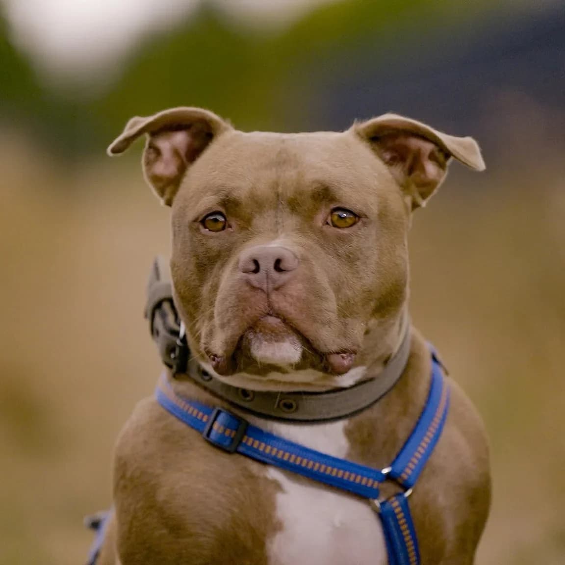 Oggi, male American Bully for adoption at Tierschutzverein Meiningen, Meiningen