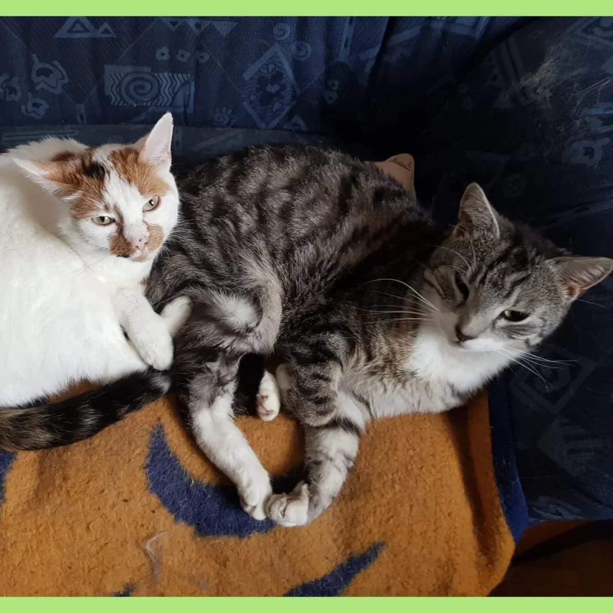 Thommy & Jerry, male 5yo Mixed Breed for adoption at Tierschutzverein Meiningen, Meiningen