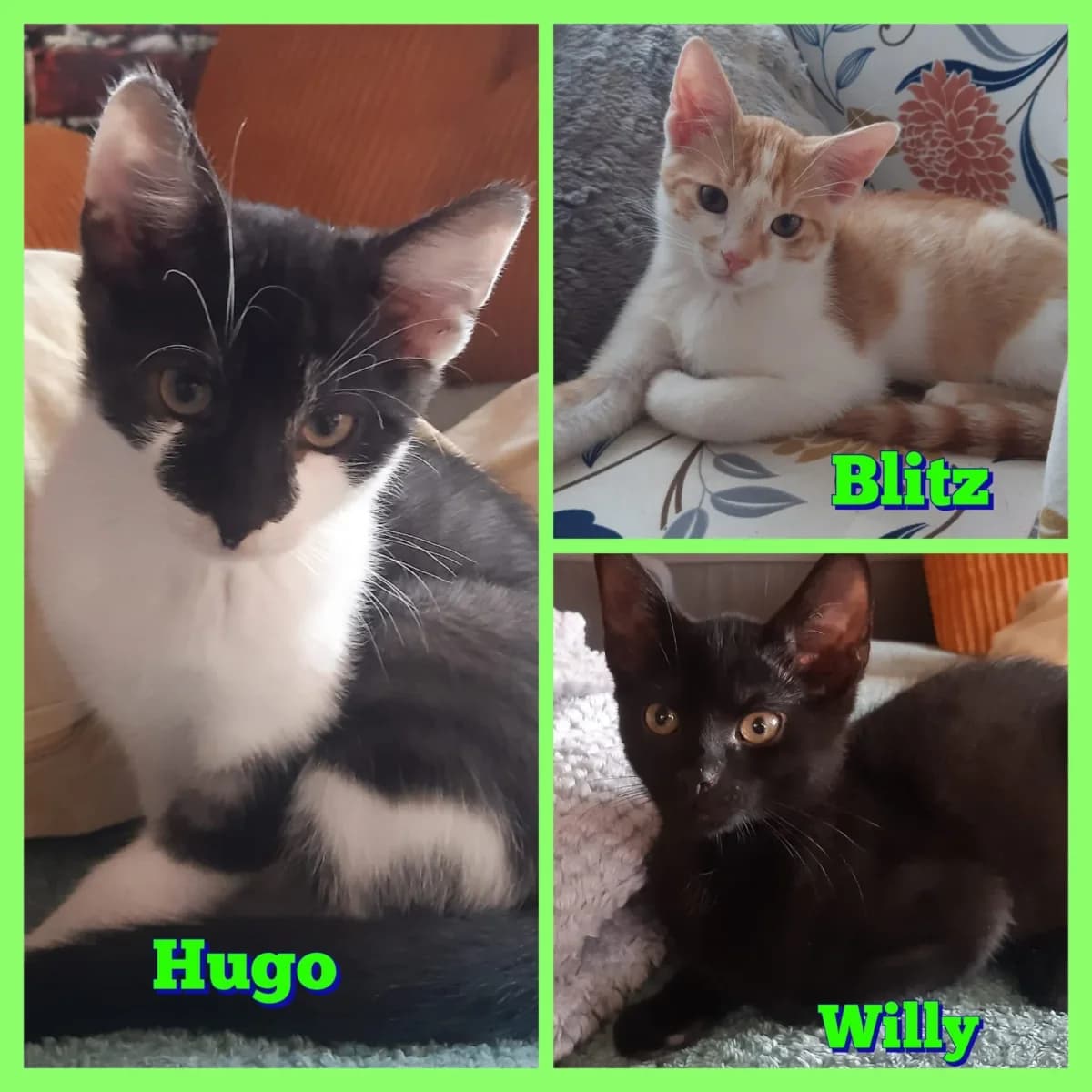 Willy, Blitz, Hugo, male Mixed Breed for adoption at Tierschutzverein Meiningen, Meiningen