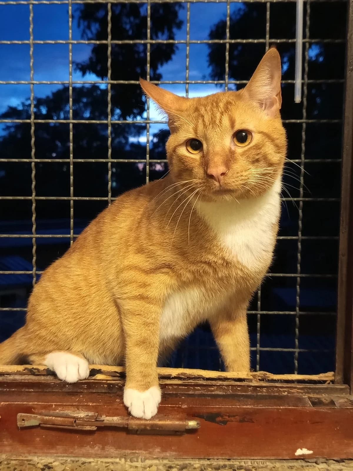 Juri (Vermittlungshilfe), male 5yo Mixed Breed for adoption at Tierschutzverein Neubrandenburg e.V., Neubrandenburg
