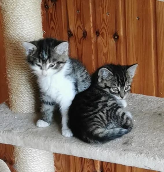 4 Katzenkinder, puppy Mixed Breed for adoption at Tierschutzverein Reichenbach, Limbach
