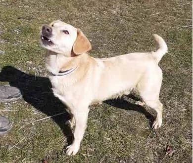 Perla, senior Mixed Breed for adoption at Tierschutzverein Reichenbach, Limbach