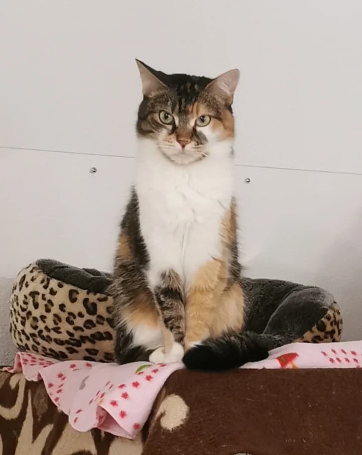 Clara, 4yo Mixed Breed for adoption at Tierschutzverein Reichenbach, Limbach