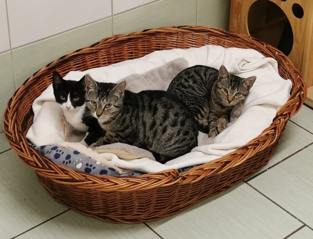 Diese Katzenkinder, puppy Mixed Breed for adoption at Tierschutzverein Reichenbach, Limbach