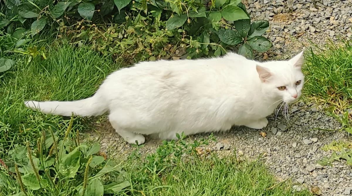 Flockie, senior Mixed Breed for adoption at Tierschutzverein Reichenbach, Limbach