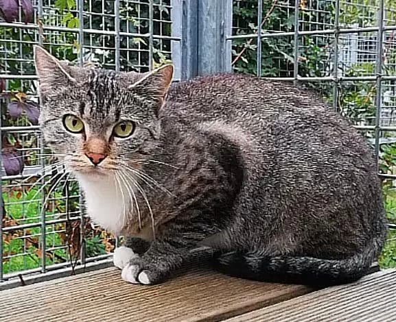 Zuppi, young Mixed Breed for adoption at Tierschutzverein Reichenbach, Limbach