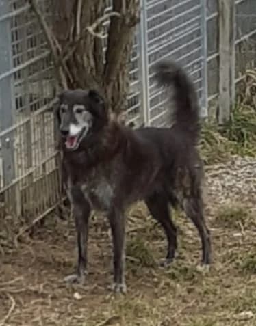 Perla, senior Mixed Breed for adoption at Tierschutzverein Reichenbach, Limbach