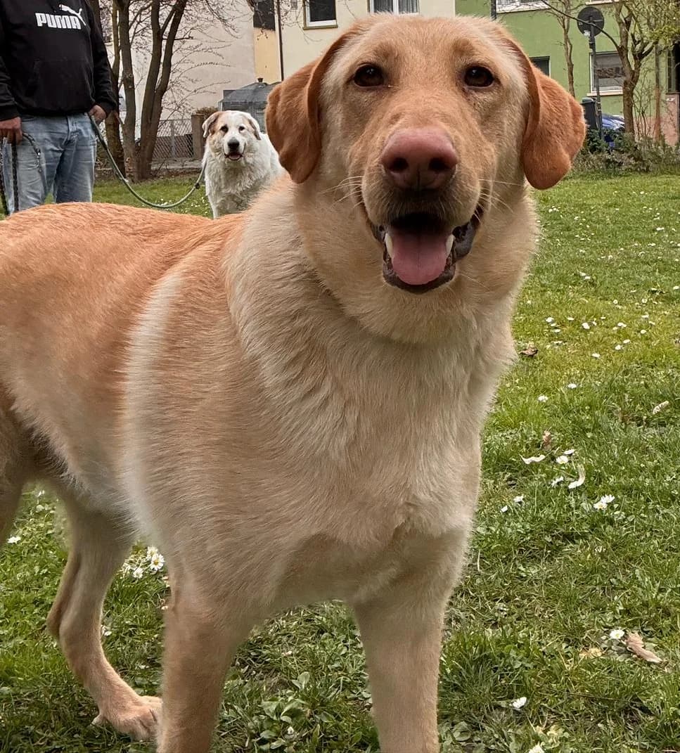 Bobby, male Mixed Breed for adoption at Tierschutzverein Schwetzingen und Umgebung e.V.